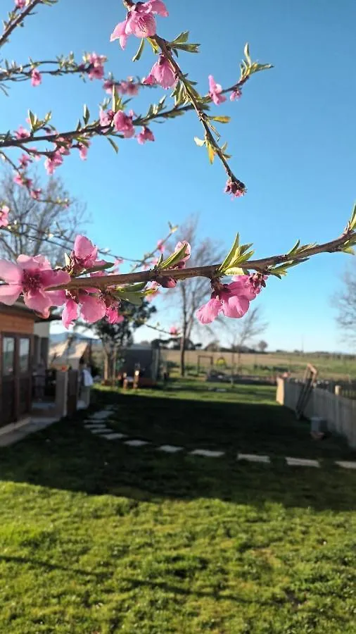 Apartment Podere 660 Appartamento Il Salice Marrucheto